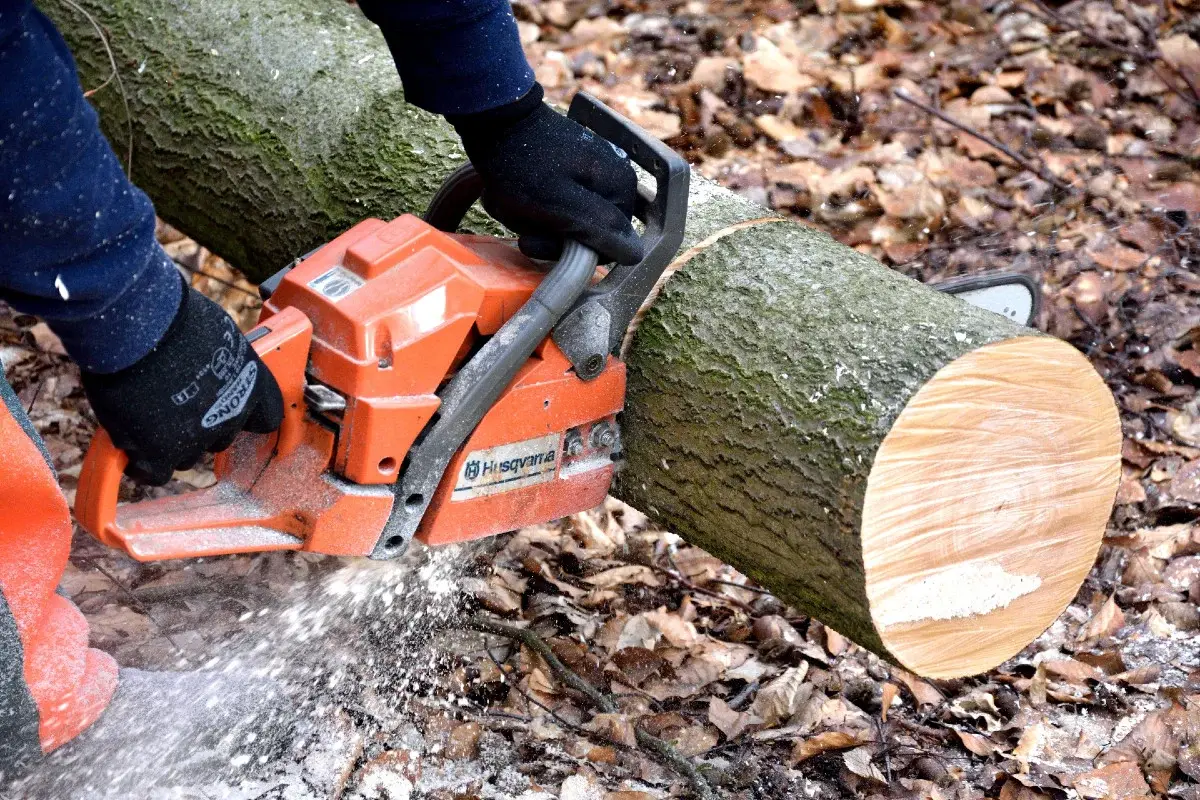 PERMIS DE BOIS 2026 / 2027